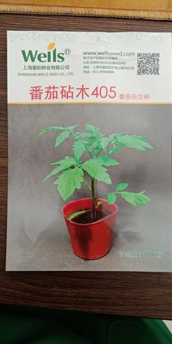 木番茄嫁接什么最好_和美番茄砧木怎么种植视频 木番茄嫁接什么最好_和美番茄砧木怎么种植视频 土壤施肥