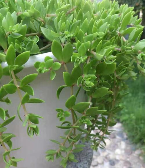 夏季养那些植物可以驱蚊_垂吊番茄怎么种植视频 夏季养那些植物可以驱蚊_垂吊番茄怎么种植视频 番茄种植技巧