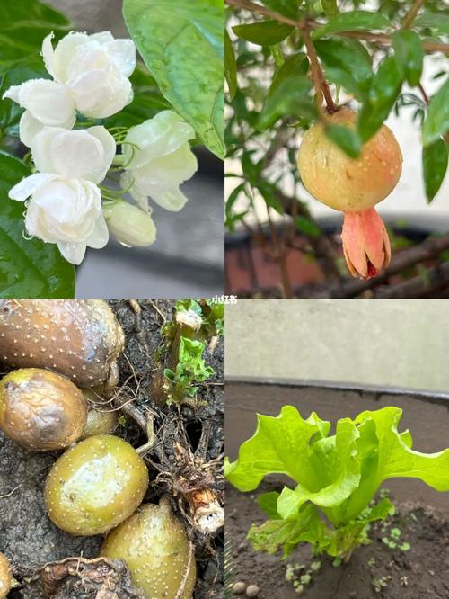 夏天的西红柿冷冻后的籽能种吗？怎么样_盛夏红番茄种子怎么种植的 夏天的西红柿冷冻后的籽能种吗？怎么样_盛夏红番茄种子怎么种植的 土壤施肥