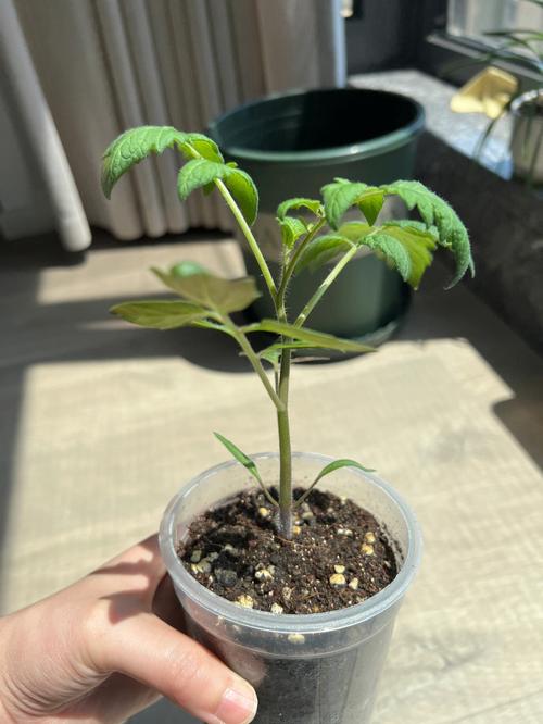 草莓苗怎样做假植_番茄苗假植土怎么种植视频 草莓苗怎样做假植_番茄苗假植土怎么种植视频 土壤施肥