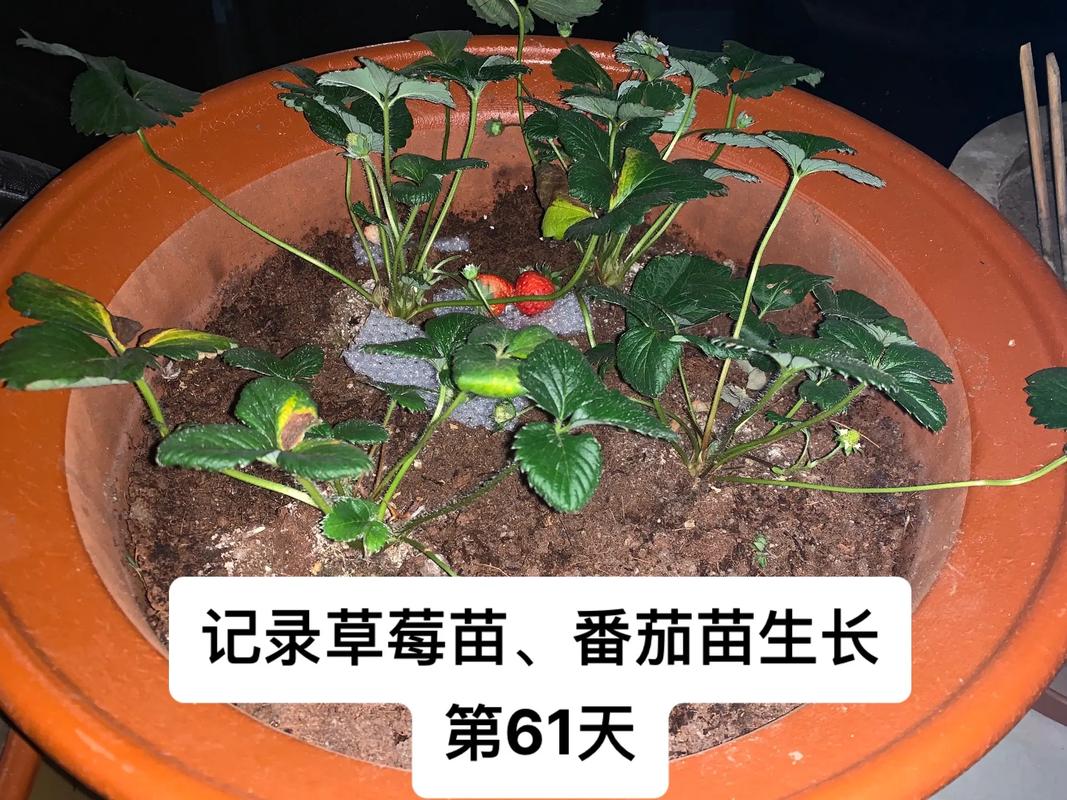 盆载草莓，番茄种子怎么发芽_番茄草莓怎么种植视频 盆载草莓，番茄种子怎么发芽_番茄草莓怎么种植视频 土壤施肥