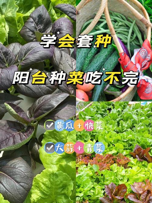 蔬菜种植搭配技巧_蔬菜种植六个小技巧图片大全 蔬菜种植搭配技巧_蔬菜种植六个小技巧图片大全 农业常识