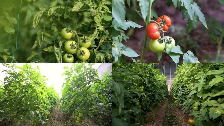 西红柿不能与什么相邻种植_家种土豆番茄怎么种植的视频 西红柿不能与什么相邻种植_家种土豆番茄怎么种植的视频 种植技巧