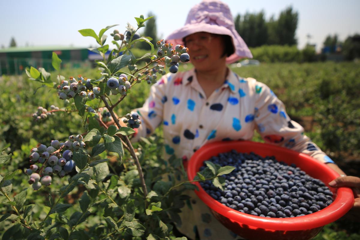 天宫庄园蓝莓采摘时间_蓝梅种植区番茄怎么种植视频 天宫庄园蓝莓采摘时间_蓝梅种植区番茄怎么种植视频 花朵知识