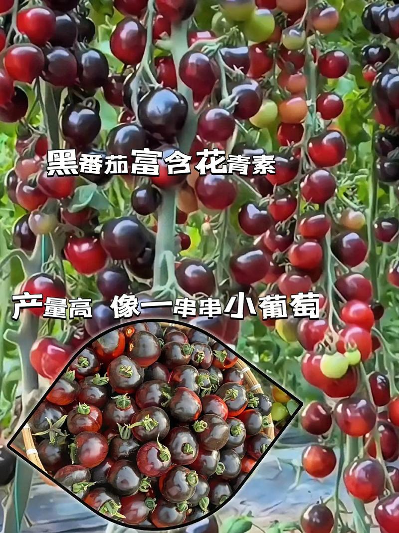 怎样培育露地春番茄苗？怎样栽植春番茄，要防治哪些病害_黑番茄种苗盆栽怎么种植视频 怎样培育露地春番茄苗？怎样栽植春番茄，要防治哪些病害_黑番茄种苗盆栽怎么种植视频 种植技巧