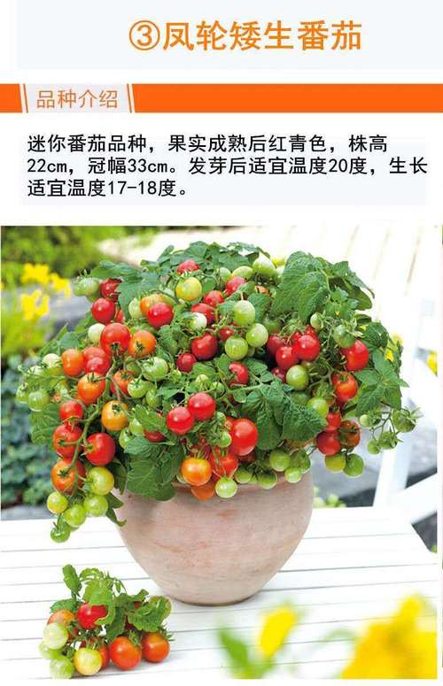 盆栽西红柿种植全过程_盆栽小番茄应该怎么种植呢 盆栽西红柿种植全过程_盆栽小番茄应该怎么种植呢 花朵知识