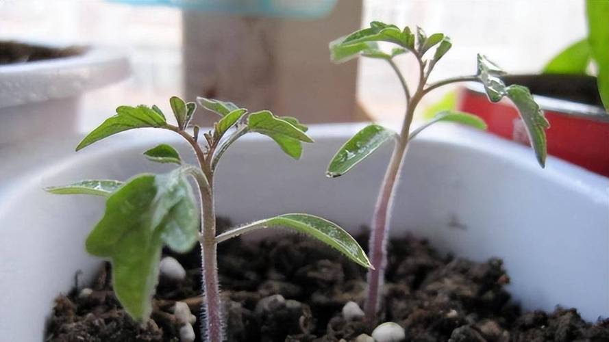 盆栽小番茄种子种植方法全过程_番茄种子怎么种植最好视频 盆栽小番茄种子种植方法全过程_番茄种子怎么种植最好视频 农业常识