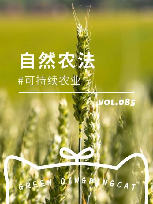 自然农法蔬菜种植技巧_蔬菜种植技巧教学视频 自然农法蔬菜种植技巧_蔬菜种植技巧教学视频 土壤施肥
