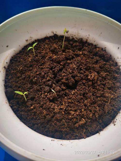 秋季西红柿什么时间种植_秋季小番茄怎么种植视频 秋季西红柿什么时间种植_秋季小番茄怎么种植视频 土壤施肥