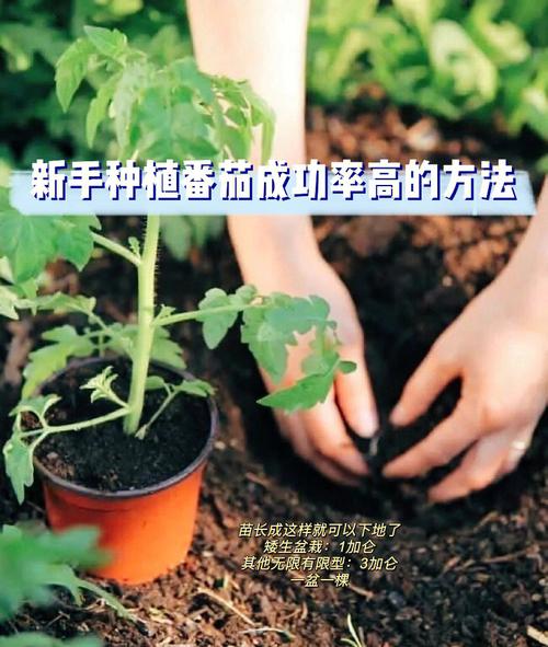 西红柿育苗盘种植方法_番茄怎么种植用苗土好 西红柿育苗盘种植方法_番茄怎么种植用苗土好 花朵知识