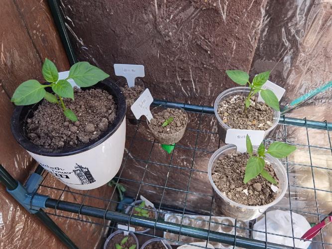 有机辣椒种植的时候怎么合理轮作，怎么进行基地生态保护_怎么种植有机番茄土豆视频 有机辣椒种植的时候怎么合理轮作，怎么进行基地生态保护_怎么种植有机番茄土豆视频 花朵知识