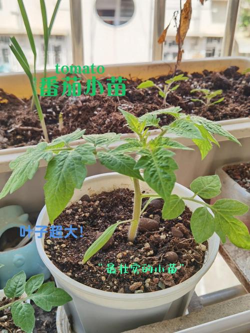 西红柿矮化怎么办_矮化黄番茄怎么种植方法视频 西红柿矮化怎么办_矮化黄番茄怎么种植方法视频 农业常识