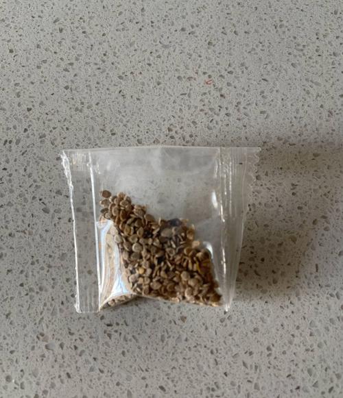 油桶种圣女果的方法_油桶直立种番茄怎么种植的 油桶种圣女果的方法_油桶直立种番茄怎么种植的 花朵知识