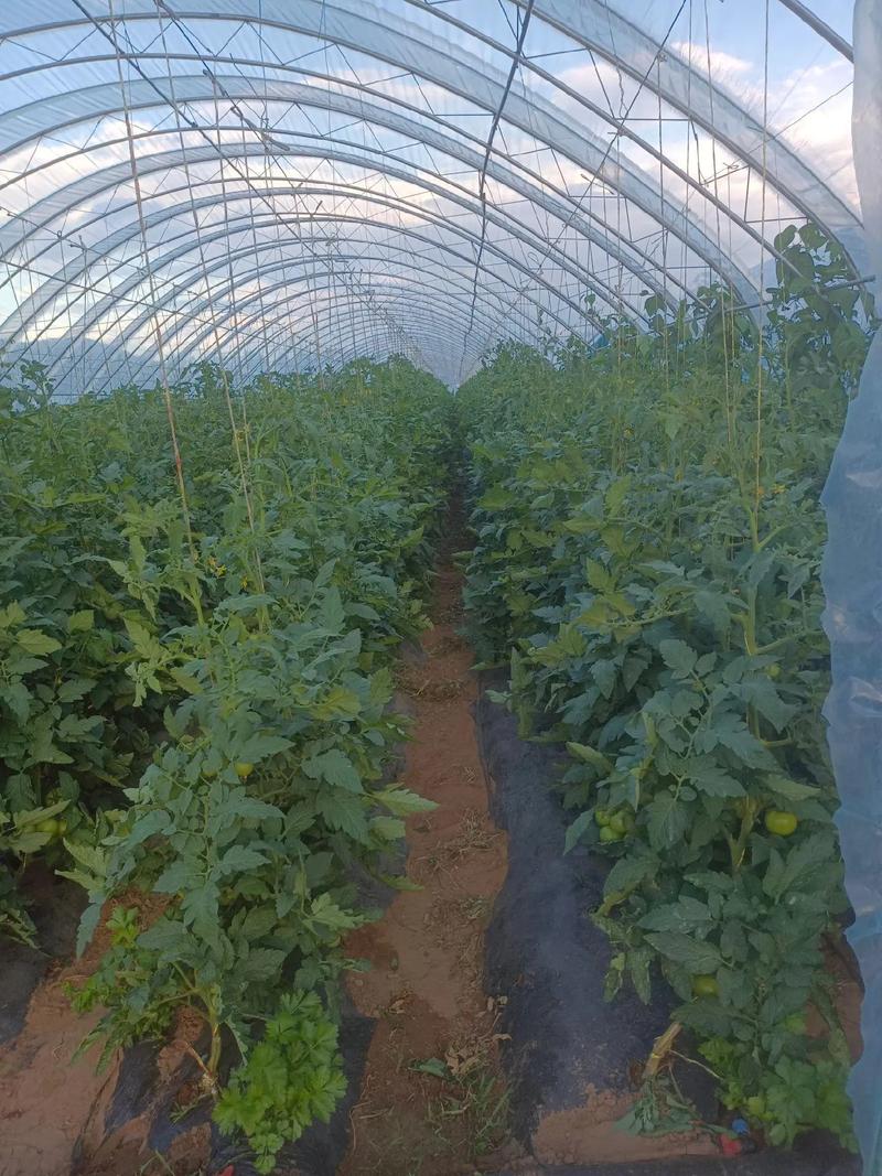 西红柿种植技巧和方法_番茄田怎么种植视频 西红柿种植技巧和方法_番茄田怎么种植视频 土壤施肥