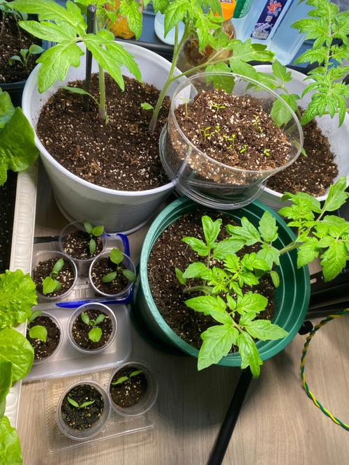 茄子冬春季节怎么育苗？需要注意什么_火龙番茄种子怎么种植视频 茄子冬春季节怎么育苗？需要注意什么_火龙番茄种子怎么种植视频 种植技巧