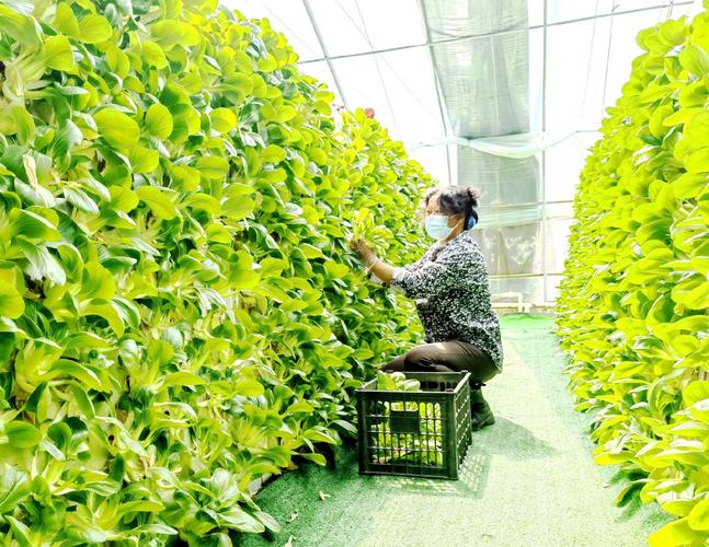 #如何利用果蔬资源打造农村特色旅游#_四川蔬菜种植小技巧视频教程 #如何利用果蔬资源打造农村特色旅游#_四川蔬菜种植小技巧视频教程 花朵知识