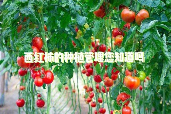 西红柿的种植方法和管理技术_番茄水果怎么种植和管理视频 西红柿的种植方法和管理技术_番茄水果怎么种植和管理视频 植物种类