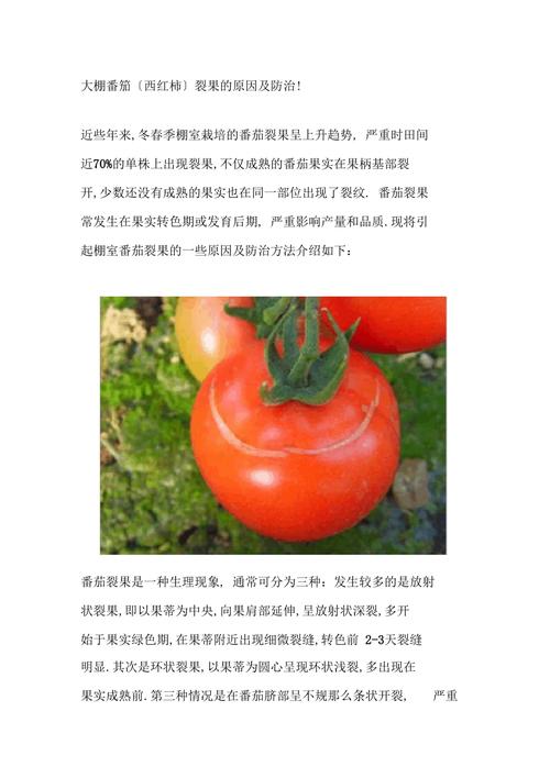 种植的西红柿腐烂是什么原因造成的？该怎么治疗_种植番茄的技术 种植的西红柿腐烂是什么原因造成的？该怎么治疗_种植番茄的技术 番茄种植技巧
