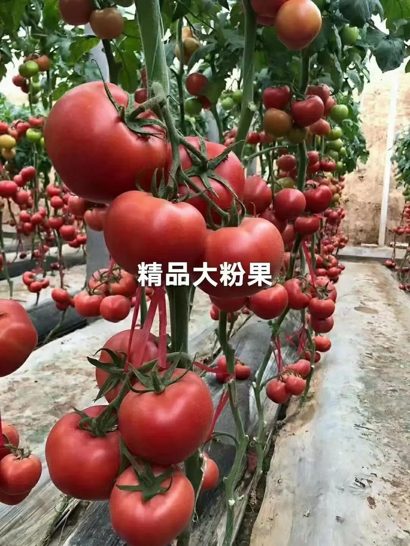 种植越夏番茄的利润怎样_越夏番茄怎么种植视频 种植越夏番茄的利润怎样_越夏番茄怎么种植视频 种植技巧