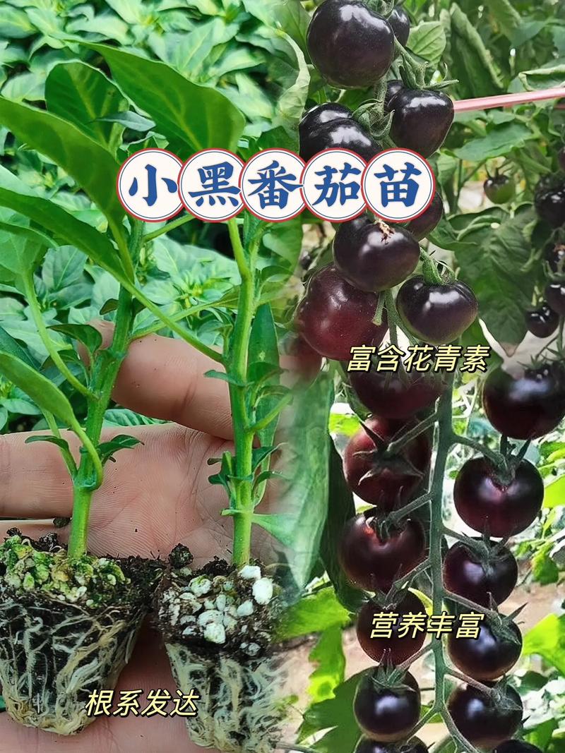 番茄小说的介绍视频怎么申请_小黑番茄苗怎么种植视频教程 番茄小说的介绍视频怎么申请_小黑番茄苗怎么种植视频教程 种植技巧