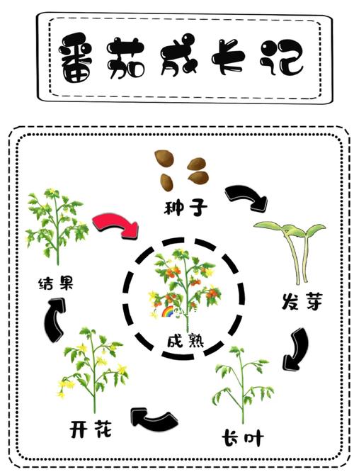 种小番茄的方法和步骤_贵州小番茄种子怎么种植的 种小番茄的方法和步骤_贵州小番茄种子怎么种植的 番茄病虫害防治