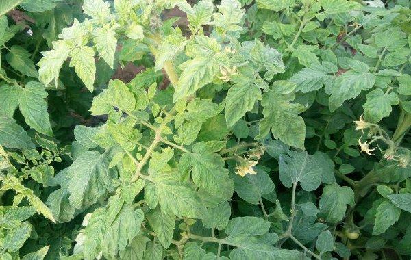 越冬西红柿什么温度放棉被_番茄种植夏天怎么保温呢视频 越冬西红柿什么温度放棉被_番茄种植夏天怎么保温呢视频 番茄种植技巧
