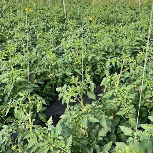 种植西红柿，怎么施肥最科学_番茄种植的全过程需要怎样施肥 种植西红柿，怎么施肥最科学_番茄种植的全过程需要怎样施肥 土壤施肥