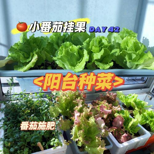 番茄打头咋弄_山楂怎么种植小番茄的视频 番茄打头咋弄_山楂怎么种植小番茄的视频 花朵知识