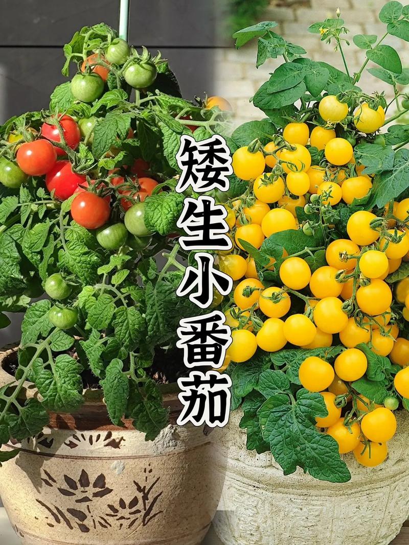 矮番茄怎么种，矮番茄的栽培种植方法_矮根番茄怎么种植视频 矮番茄怎么种，矮番茄的栽培种植方法_矮根番茄怎么种植视频 花朵知识