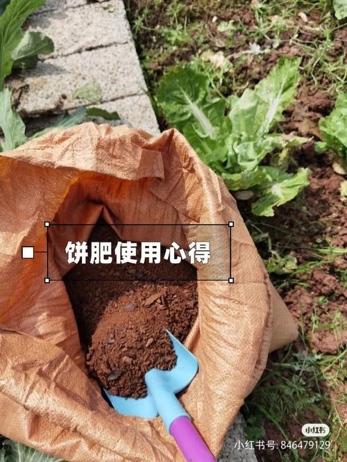 饼肥水的自制方法_种植番茄怎么施饼肥好呢 饼肥水的自制方法_种植番茄怎么施饼肥好呢 花朵知识