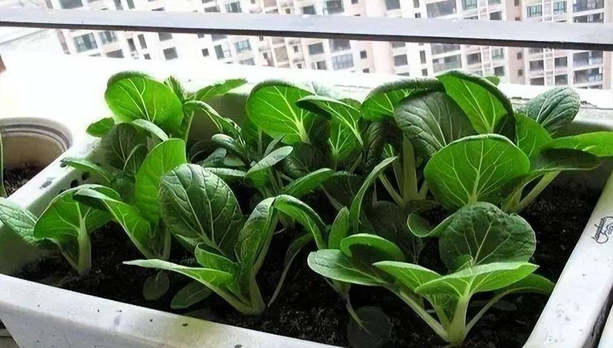 容易种植的蔬菜盆栽_挑选蔬菜种植盆栽的技巧和方法 容易种植的蔬菜盆栽_挑选蔬菜种植盆栽的技巧和方法 土壤施肥