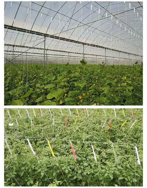 西红柿可以落蔓吗，注意什么_蔬菜小番茄怎么种植视频教程 西红柿可以落蔓吗，注意什么_蔬菜小番茄怎么种植视频教程 番茄病虫害防治