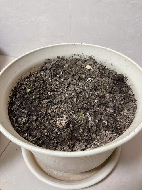 西红柿种子怎么取_番茄怎么取种子种植视频 西红柿种子怎么取_番茄怎么取种子种植视频 花朵知识