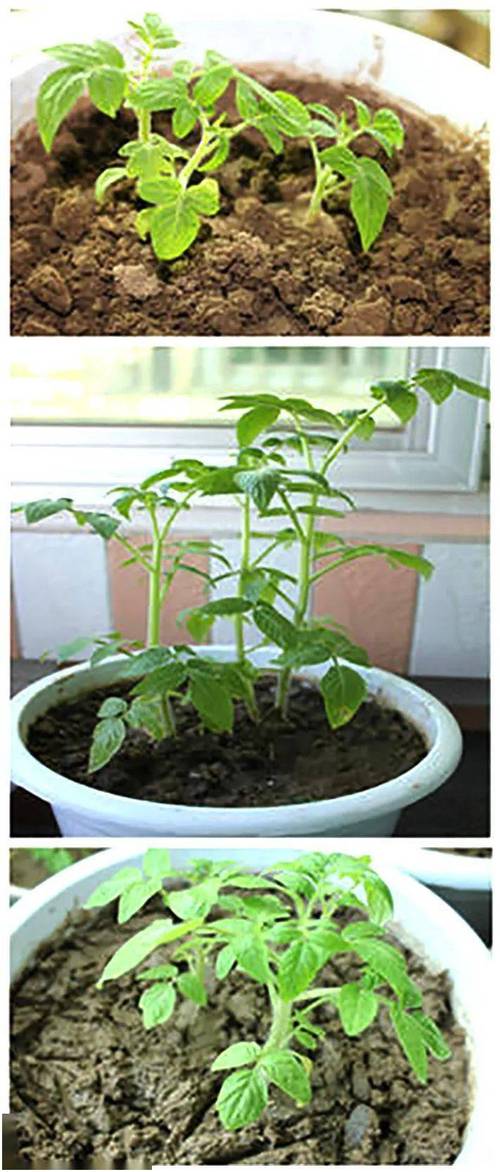 小番茄苗怎么种植_小番茄子怎么种植方法子 小番茄苗怎么种植_小番茄子怎么种植方法子 种植技巧