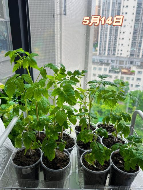 西红柿苗什么时候栽种_番茄苗种植事项怎么写的 西红柿苗什么时候栽种_番茄苗种植事项怎么写的 番茄病虫害防治