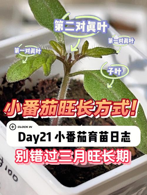 西红柿苗期怎么管理_番茄幼苗要怎么种植视频 西红柿苗期怎么管理_番茄幼苗要怎么种植视频 农业常识