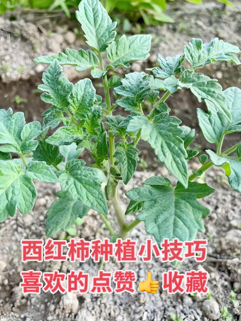西红柿种植技术和栽培方法_怎么种植番茄? 西红柿种植技术和栽培方法_怎么种植番茄? 农业常识