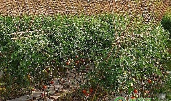 露地西红柿如何种植西红柿露地种植的方法技巧_番茄长在地里怎么种植视频 露地西红柿如何种植西红柿露地种植的方法技巧_番茄长在地里怎么种植视频 花朵知识