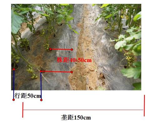 西红柿种植行距和株距是多少_番茄种植方案怎么写的 西红柿种植行距和株距是多少_番茄种植方案怎么写的 番茄病虫害防治