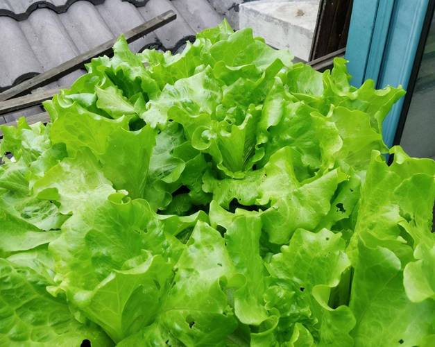 抽苔生菜种植方法全过程_生菜阳台种植方法 抽苔生菜种植方法全过程_生菜阳台种植方法 番茄种植技巧