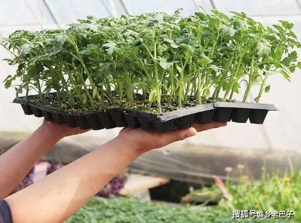 西红柿种子育苗方法全过程_番茄怎么拿到种子种植呢 土壤施肥 西红柿种子育苗方法全过程_番茄怎么拿到种子种植呢 西红柿种子育苗方法全过程_番茄怎么拿到种子种植呢 土壤施肥