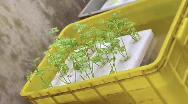 水上种植蔬菜高温怎么办_夏季水培蔬菜种植小技巧视频 水上种植蔬菜高温怎么办_夏季水培蔬菜种植小技巧视频 番茄病虫害防治