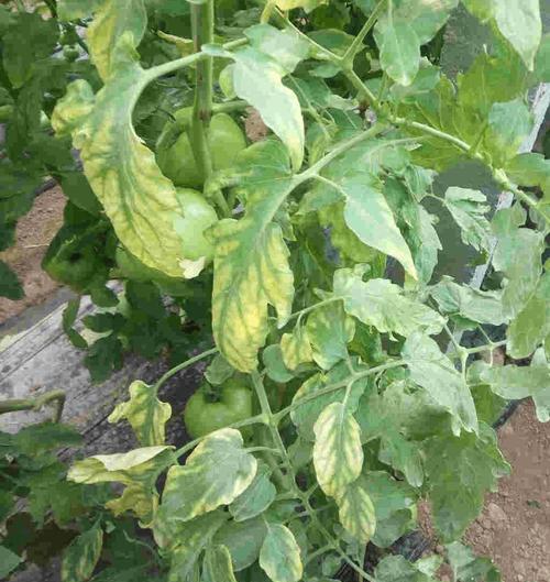 西红柿种植后枯萎怎么回事_番茄种植怎么老是枯萎呢怎么回事 西红柿种植后枯萎怎么回事_番茄种植怎么老是枯萎呢怎么回事 土壤施肥