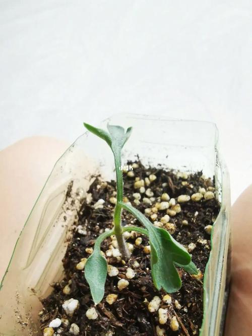 西红柿搬芽的方法_种植番茄怎么减少芽头 西红柿搬芽的方法_种植番茄怎么减少芽头 农业常识