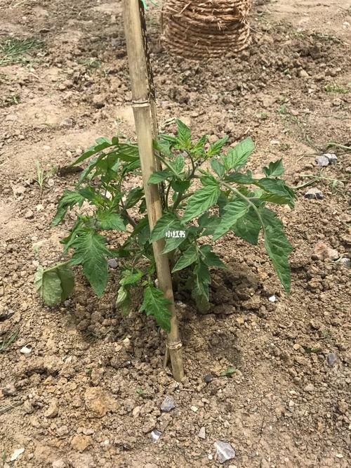 西红柿的修剪方法和时间_小番茄种植怎么修剪视频 西红柿的修剪方法和时间_小番茄种植怎么修剪视频 种植技巧