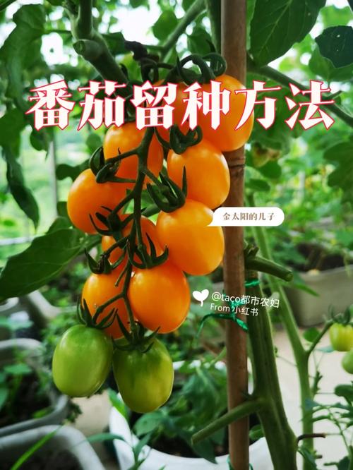 番茄种子怎么种番茄种植方法_大番茄籽怎么种植方法 番茄种子怎么种番茄种植方法_大番茄籽怎么种植方法 番茄病虫害防治