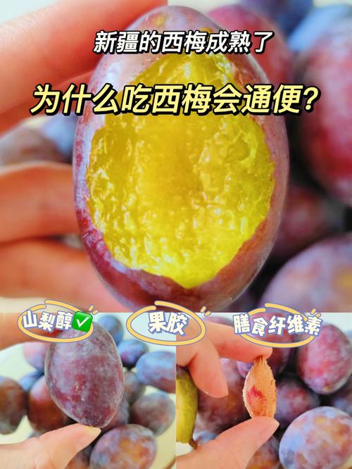 糖尿病可以吃西梅吗_西梅种植番茄怎么种植好呢 糖尿病可以吃西梅吗_西梅种植番茄怎么种植好呢 种植技巧