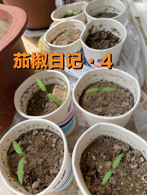 西红柿小辣椒种植技术_番茄辣椒树苗怎么种植视频 西红柿小辣椒种植技术_番茄辣椒树苗怎么种植视频 番茄种植技巧
