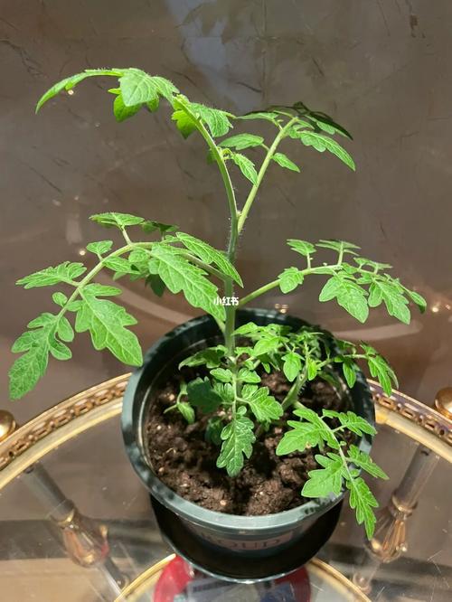 圣女果西红柿籽盆栽如何种植_小番茄籽盆栽怎么种植视频 圣女果西红柿籽盆栽如何种植_小番茄籽盆栽怎么种植视频 种植技巧