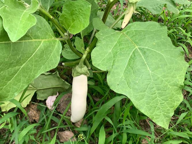 茄子和什么植物种植最佳_茄子番茄套种怎么种植视频 茄子和什么植物种植最佳_茄子番茄套种怎么种植视频 花朵知识